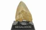 Serrated, Fossil Megalodon Tooth From Morocco - Rare Location #384263-1